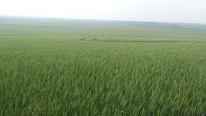 Farms for sale in Romania